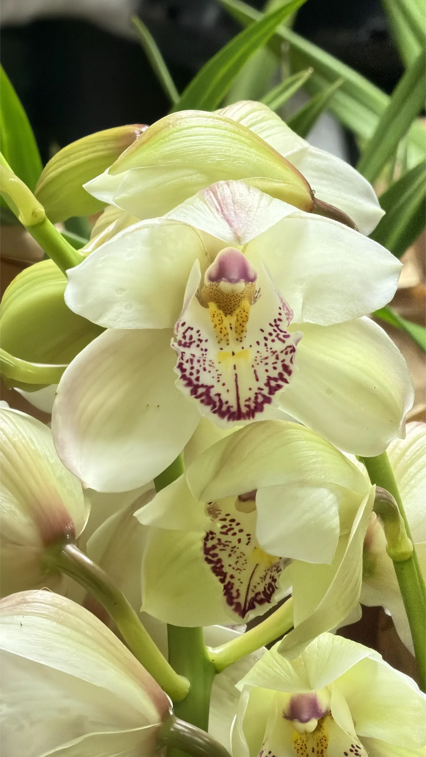 Cymbidium Kulnura Cherish 'GeeBee'