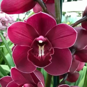 Cymbidium Regal Flame 'Queen of Hearts'