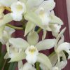 Cymbidium Barrita Trend 'Krista' - Image 3