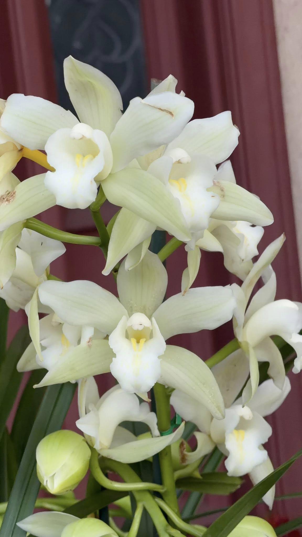 Cymbidium Barrita Trend 'Krista' - Image 3