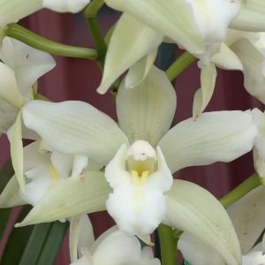 Cymbidium Barrita Trend 'Krista'