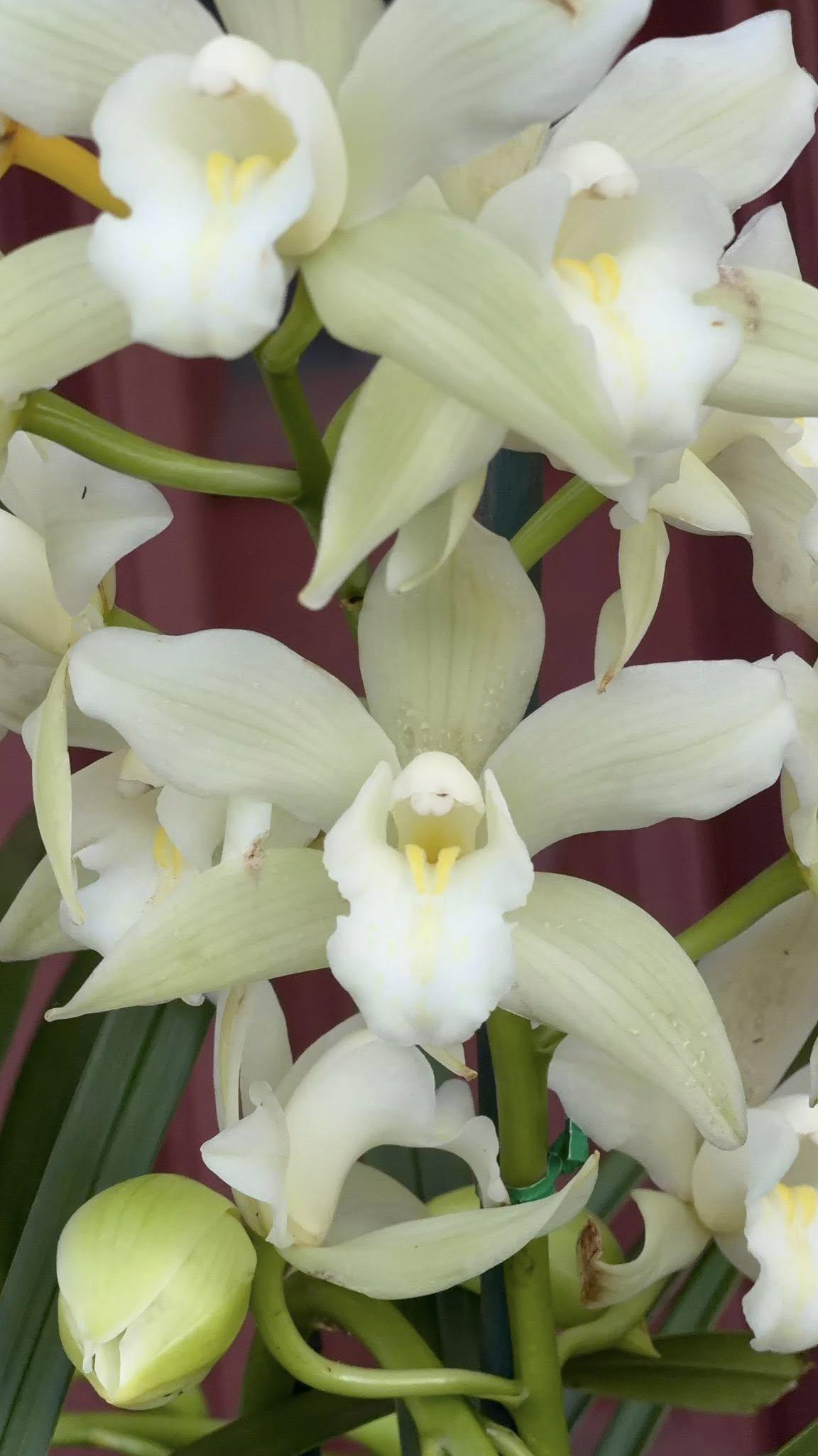 Cymbidium Barrita Trend 'Krista'