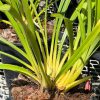 Cymbidium Barrita Trend 'Krista' - Image 5