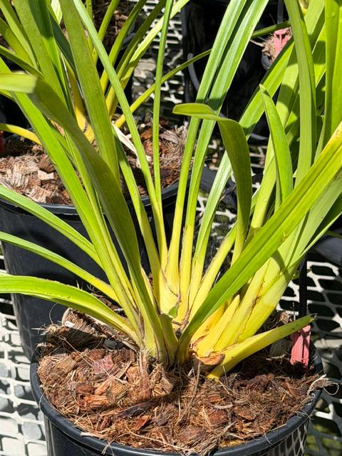 Cymbidium Barrita Trend 'Krista' - Image 5