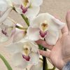 Cymbidium Barrita Unleash 'Whitest of White' - Image 3