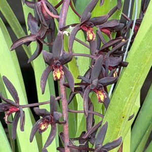 Cymbidium Australian Midnight 'Tinonee'