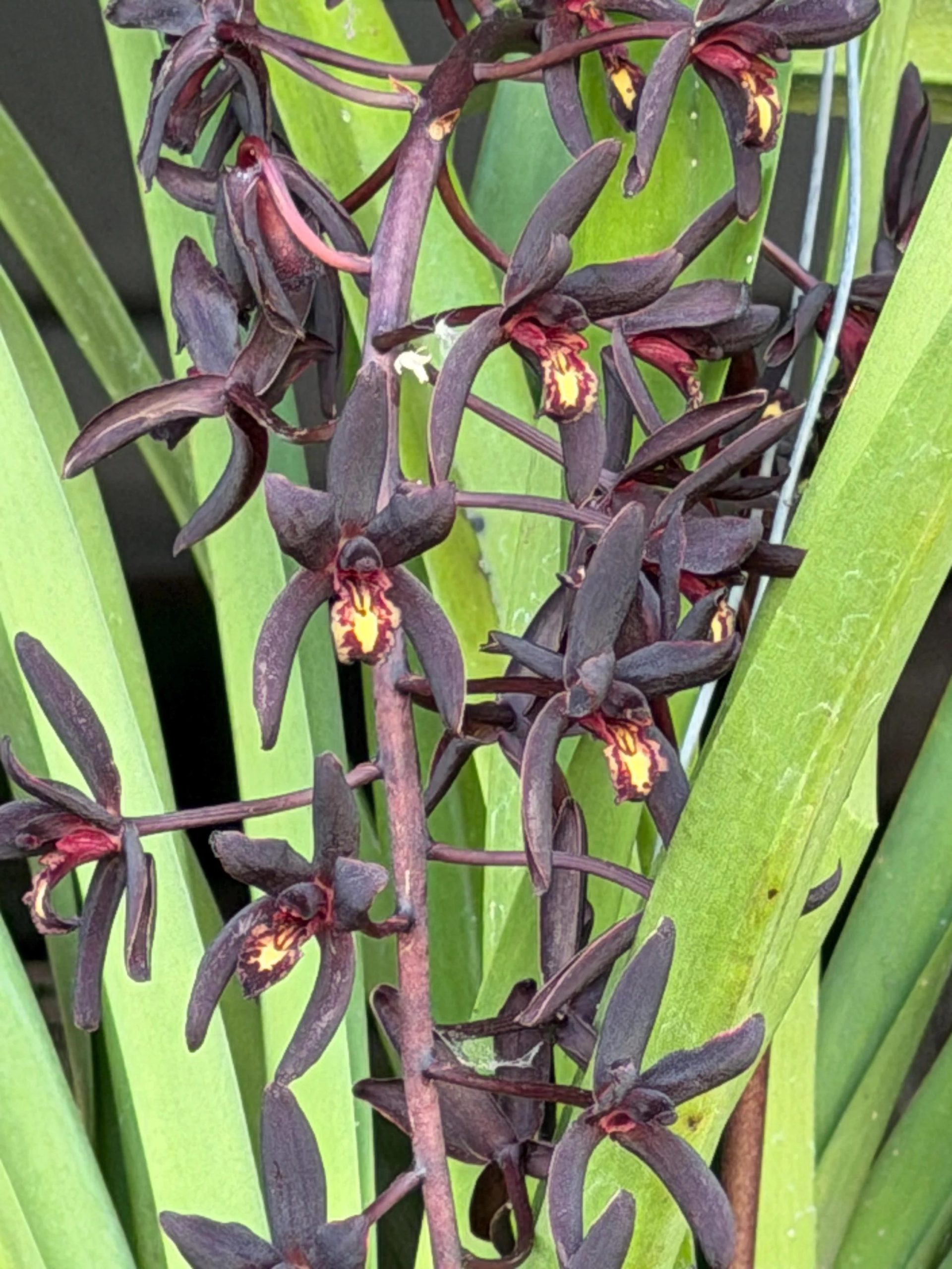 Cymbidium Australian Midnight 'Tinonee'