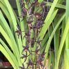 Cymbidium Australian Midnight 'Tinonee' - Image 4