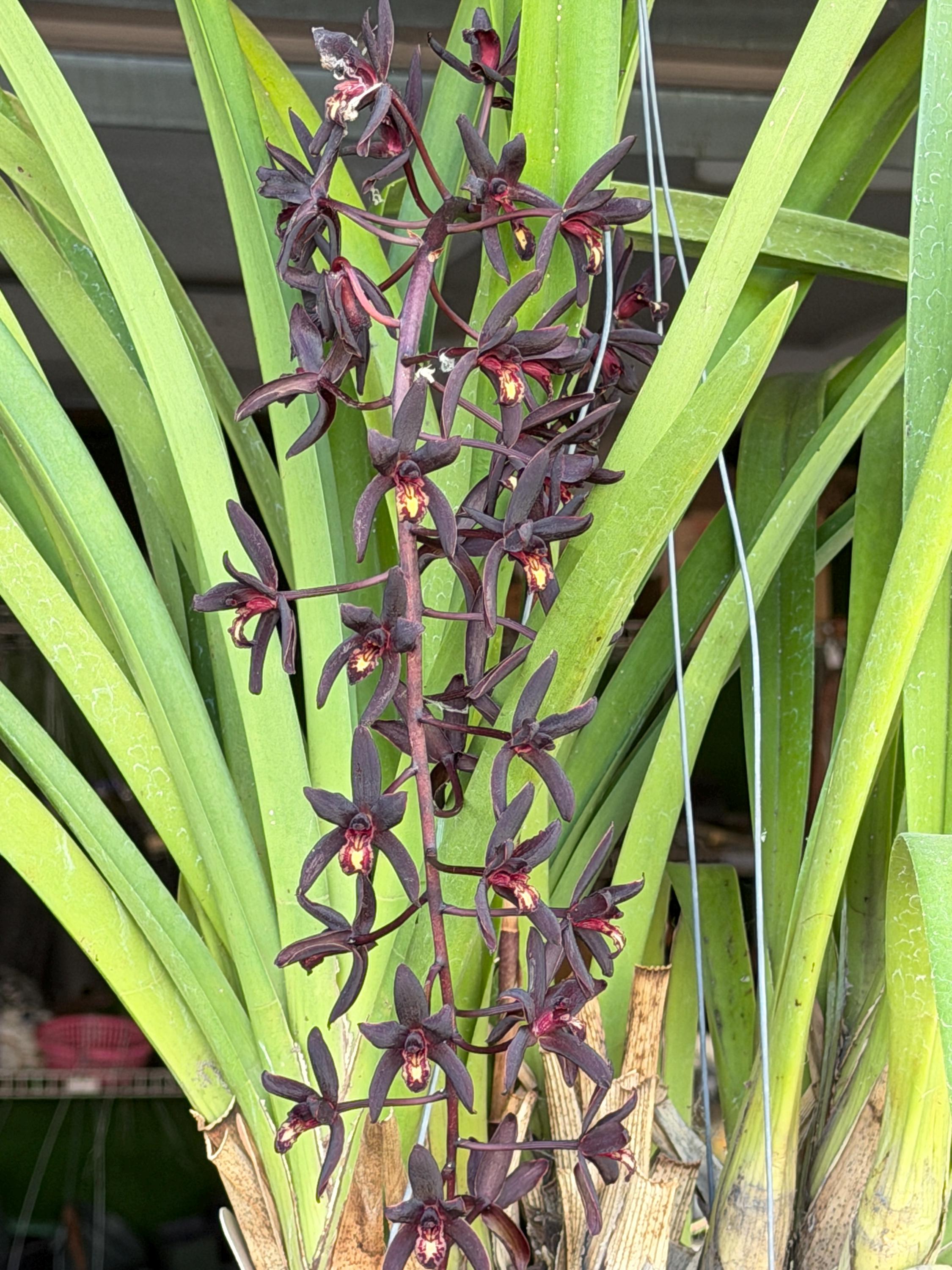 Cymbidium Australian Midnight 'Tinonee' - Image 4
