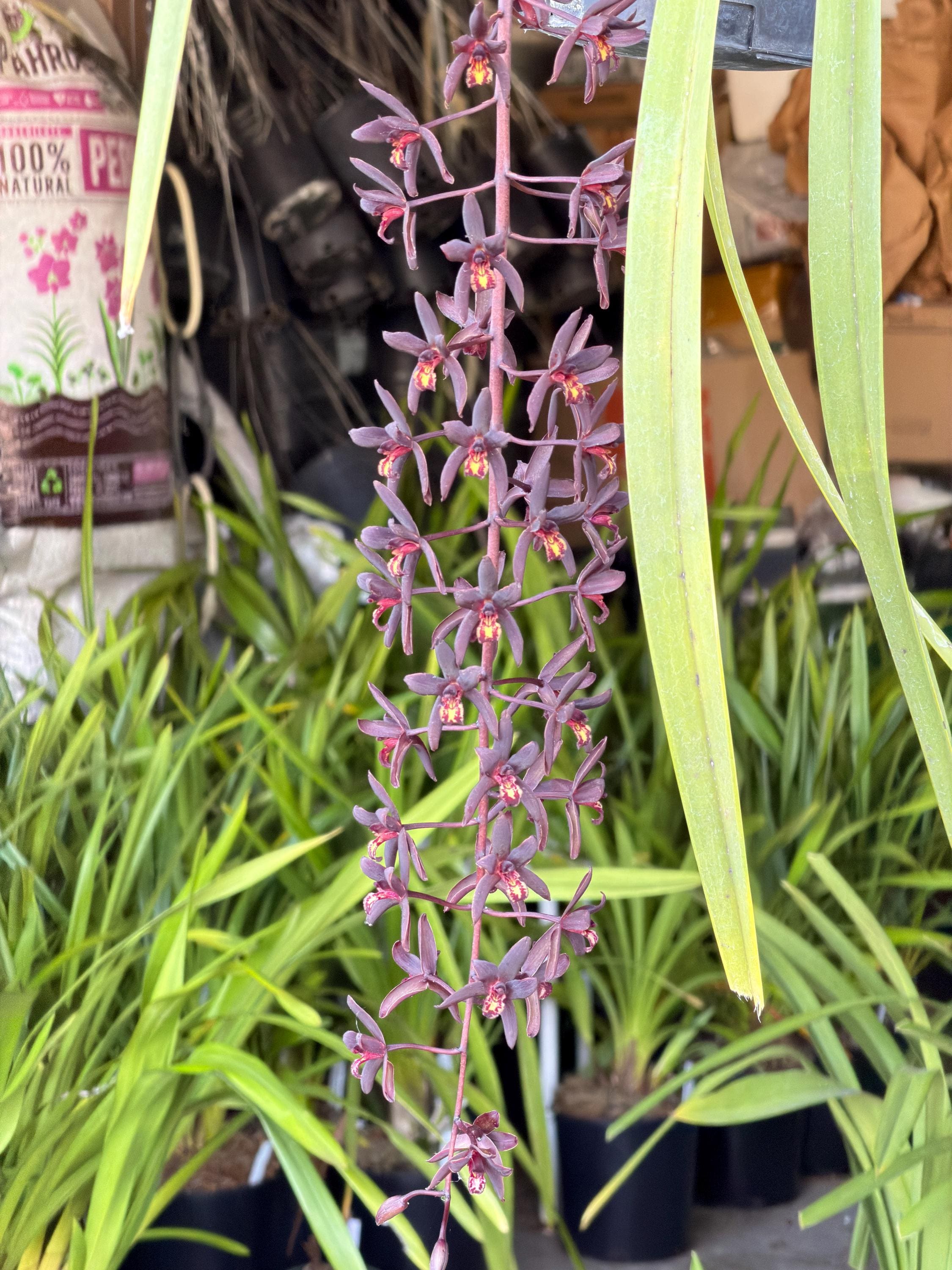 Cymbidium Australian Midnight 'Tinonee' - Image 3