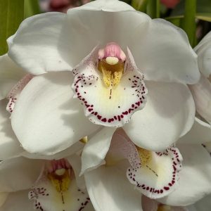 Cymbidium Barrita Wedge 'Blush White'