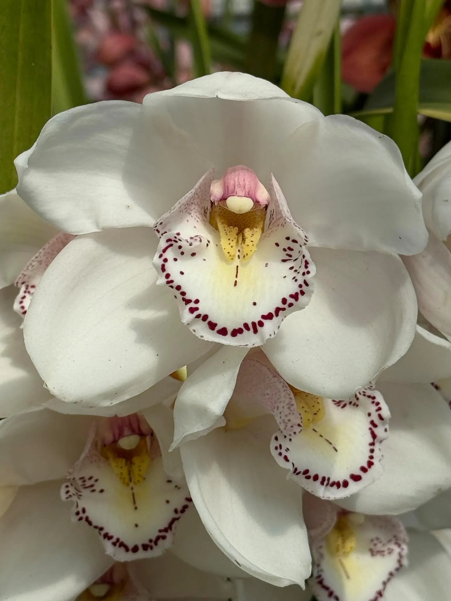 Cymbidium Barrita Wedge 'Blush White'