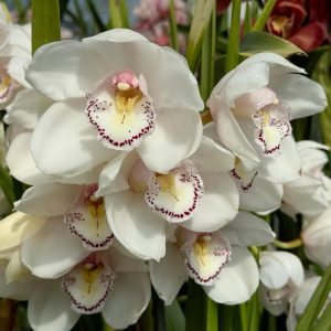 Alternative view of Cymbidium Barrita Wedge 'Blush White'