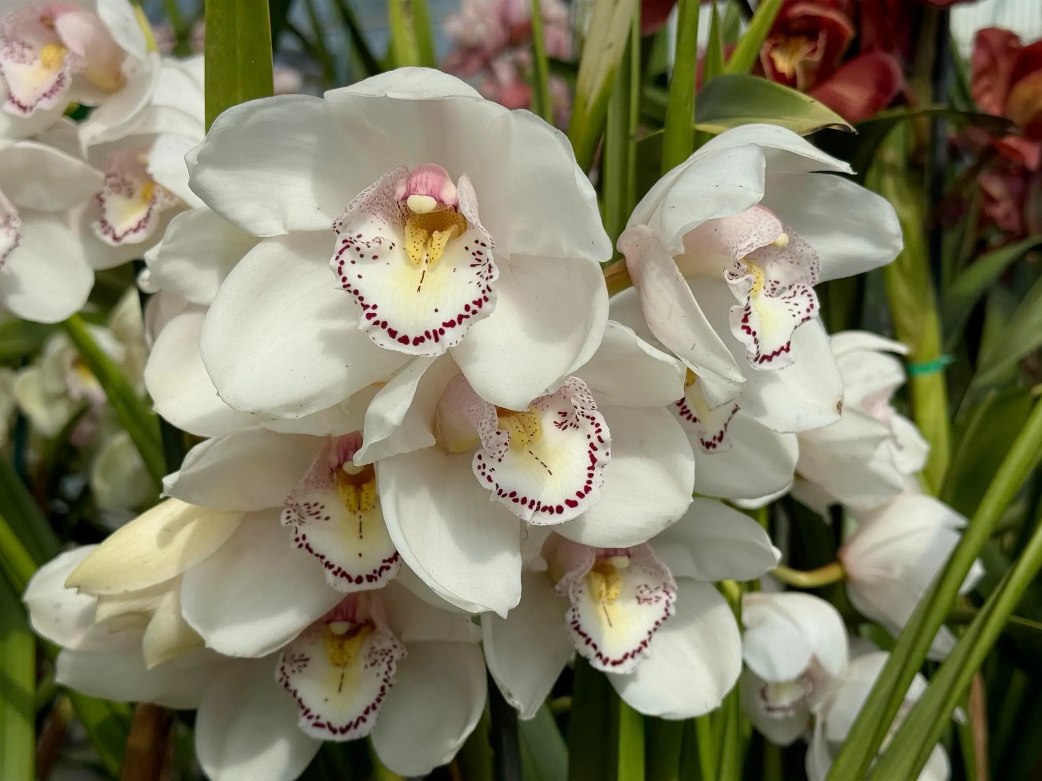 Alternative view of Cymbidium Barrita Wedge 'Blush White'