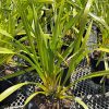Cymbidium Barrita Wedge 'Blush White' - Image 4
