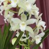Cymbidium Barrita Trend 'Krista' - Image 4