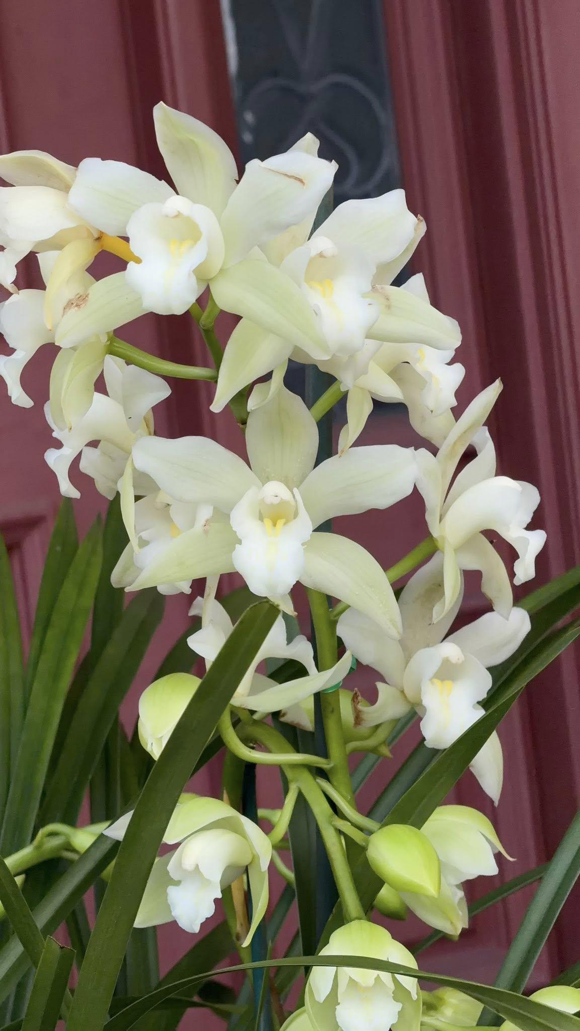 Cymbidium Barrita Trend 'Krista' - Image 4