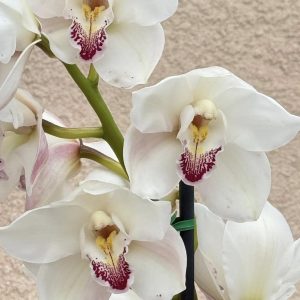 Cymbidium Barrita Unleash 'Whitest of White'