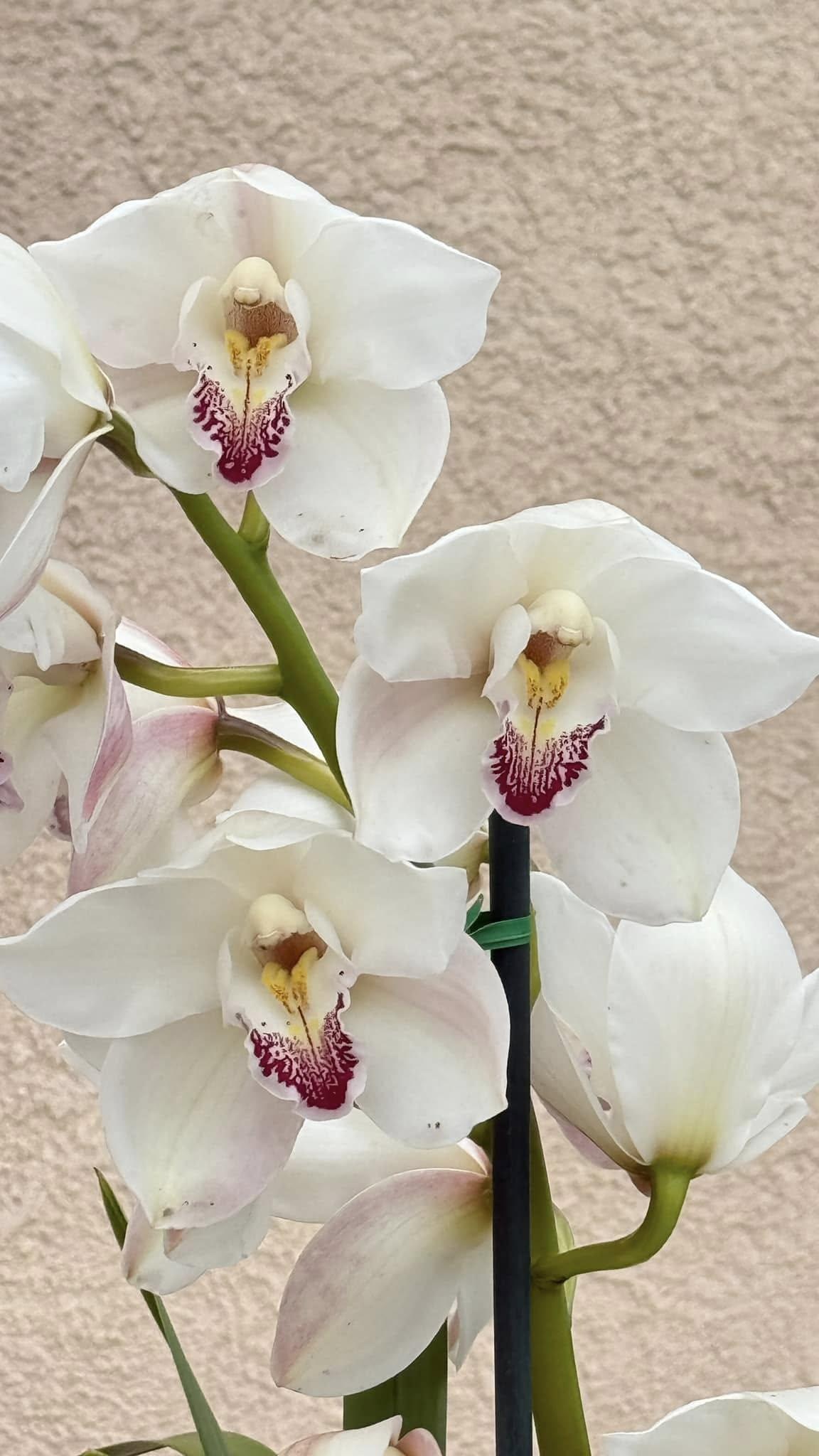Cymbidium Barrita Unleash 'Whitest of White'