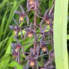 Cymbidium Australian Midnight 'Tinonee' - Image 5