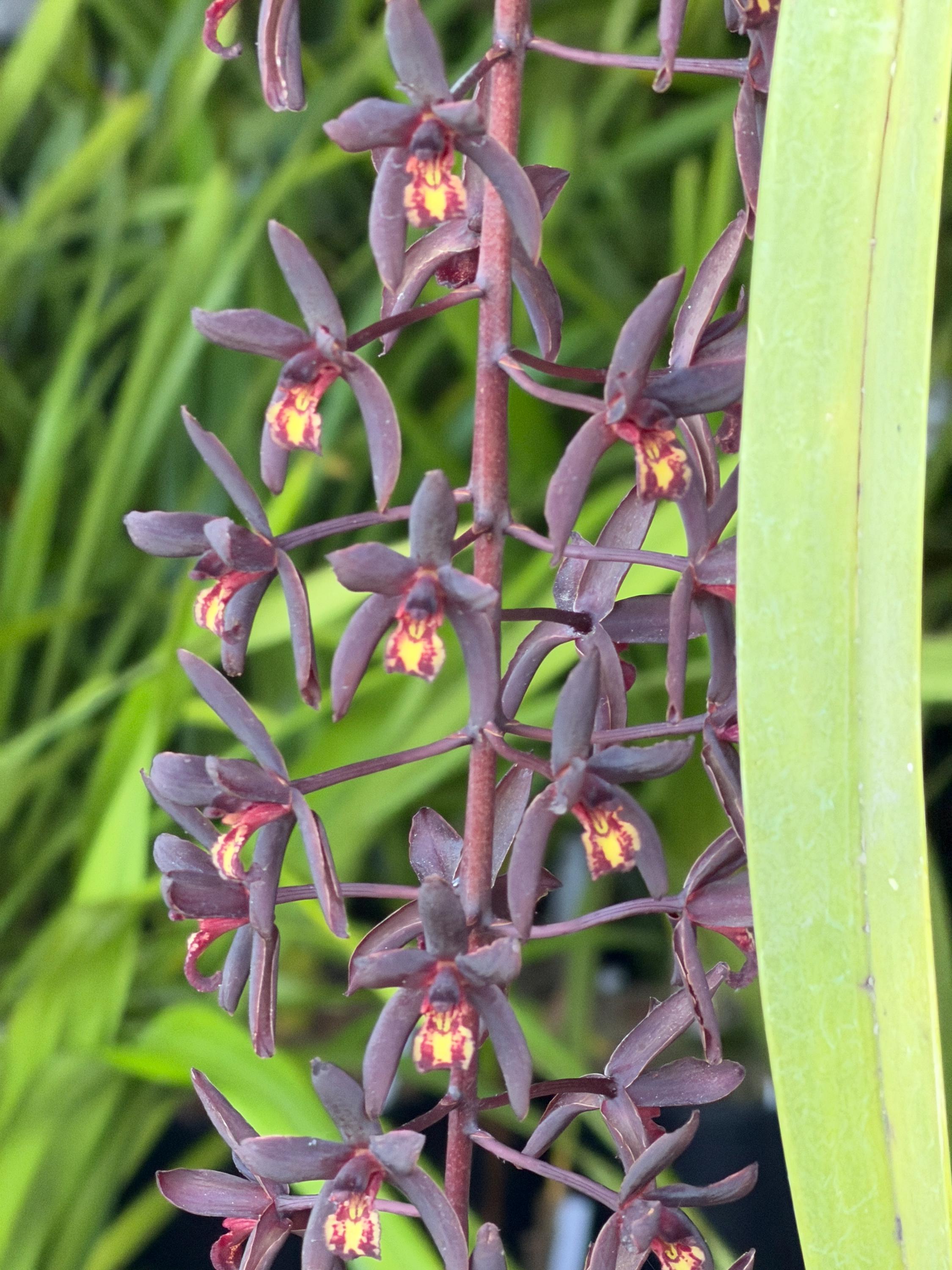 Cymbidium Australian Midnight 'Tinonee' - Image 5