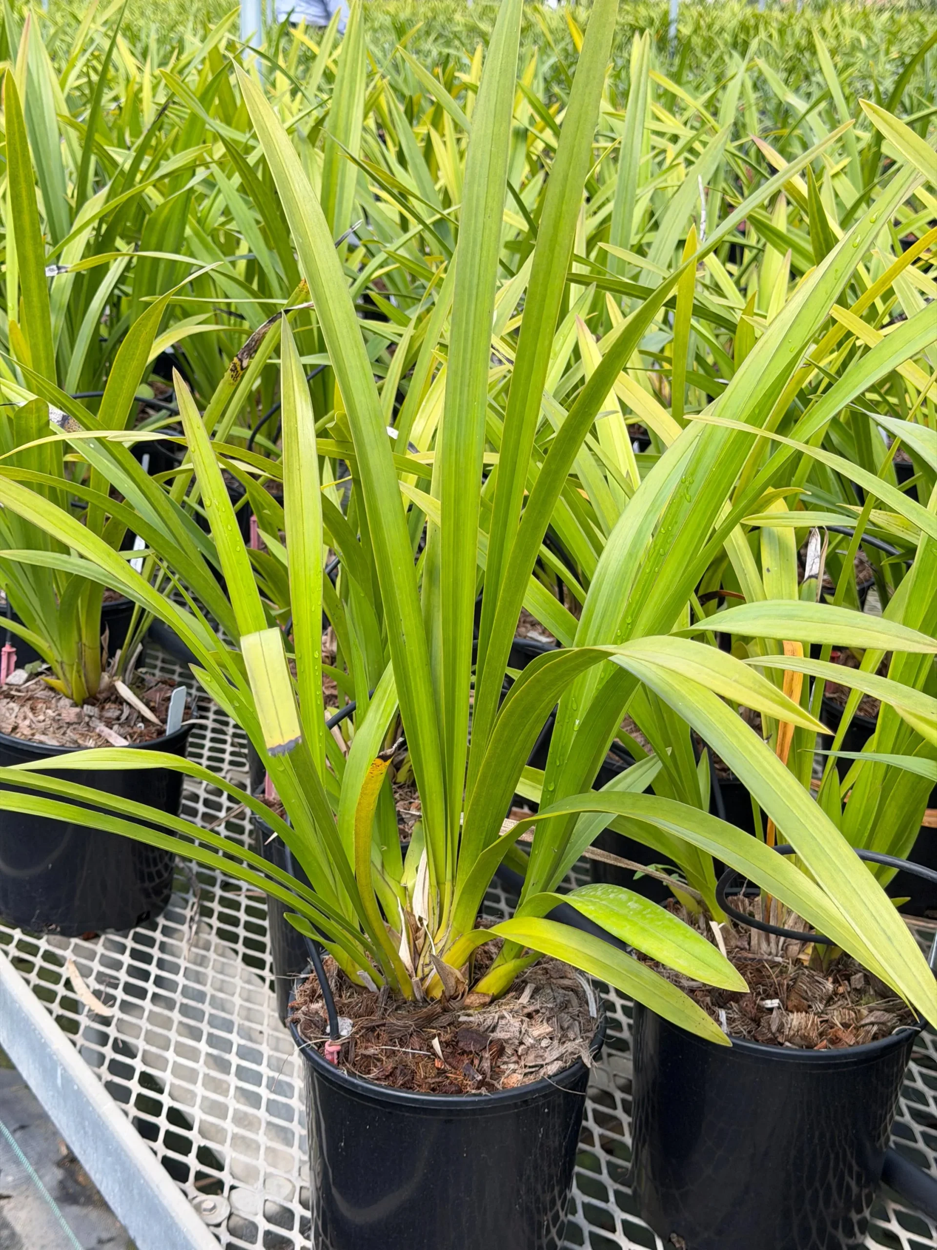 Cymbidium Margaret Thomas 'WB' x Cymbidum (Dream Trinity x Harbour City) 'Marjorie' - Image 4