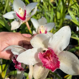 Cymbidium Rio Rita 'Radiant' x Cymbidium Valley Splash 'Awsome'