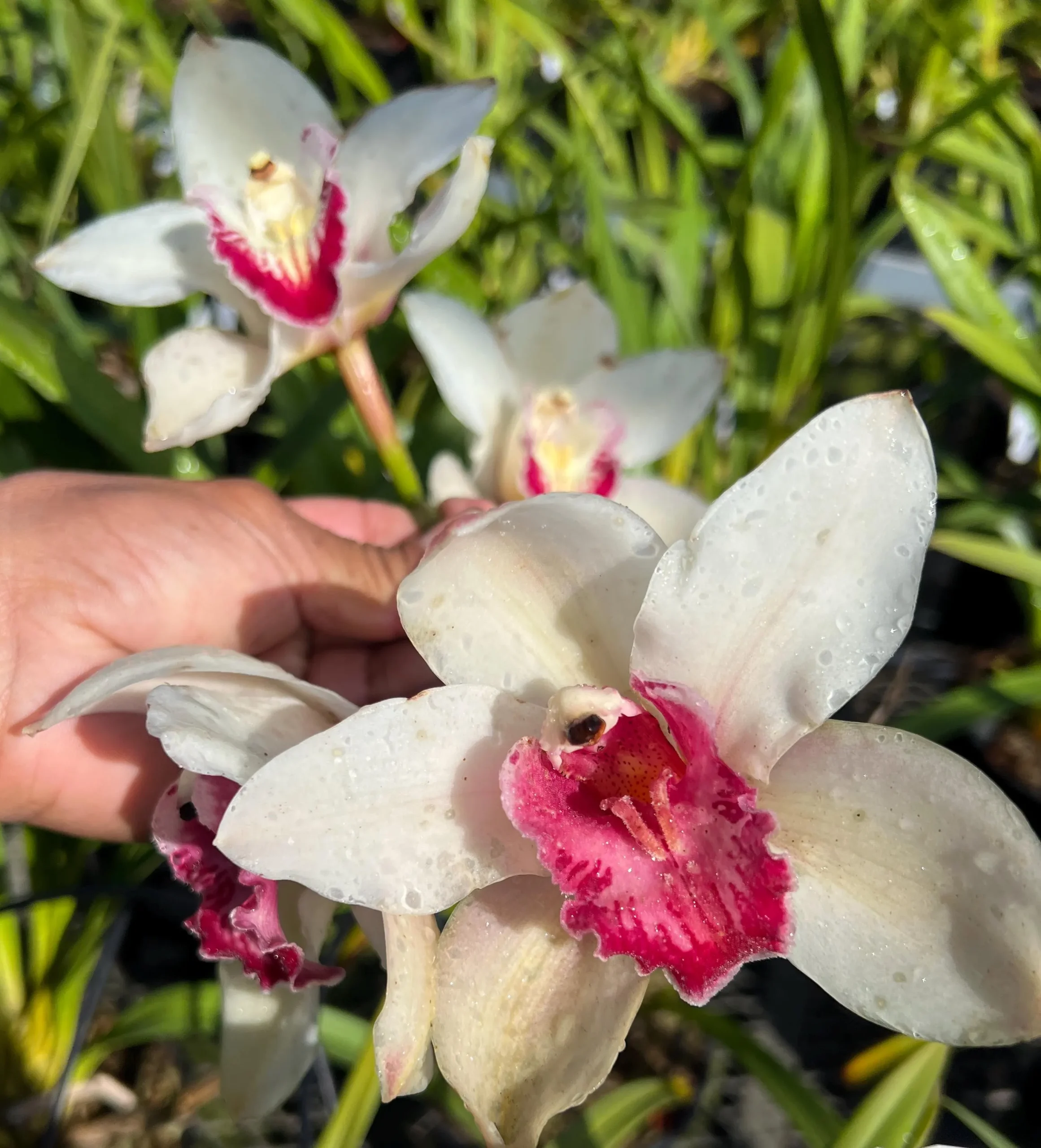 Cymbidium Rio Rita 'Radiant' x Cymbidium Valley Splash 'Awsome'