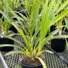 Cymbidium Rio Rita 'Radiant' x Cymbidium Valley Splash 'Awsome' - Image 4