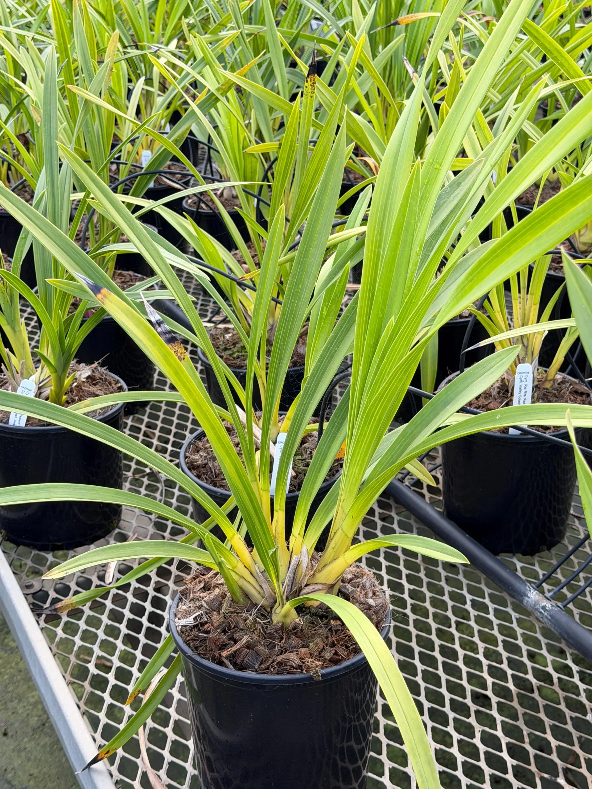 Cymbidium Rio Rita 'Radiant' x Cymbidium Valley Splash 'Awsome' - Image 4