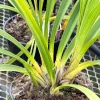 Cymbidium Rio Rita 'Radiant' x Cymbidium Valley Splash 'Awsome' - Image 3