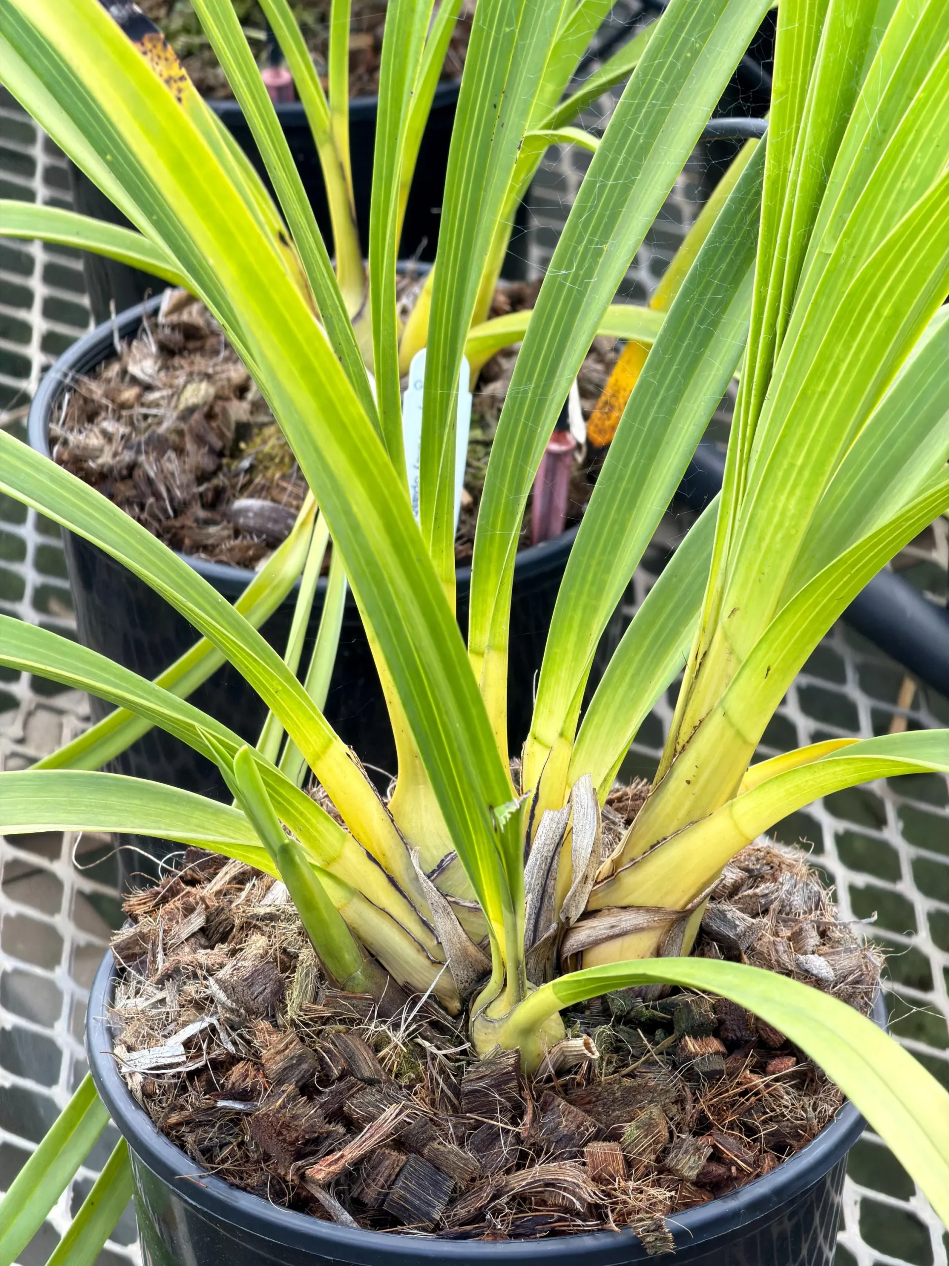 Cymbidium Rio Rita 'Radiant' x Cymbidium Valley Splash 'Awsome' - Image 3