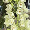 Cymbidium Barrita Clear '3 White' - Image 3