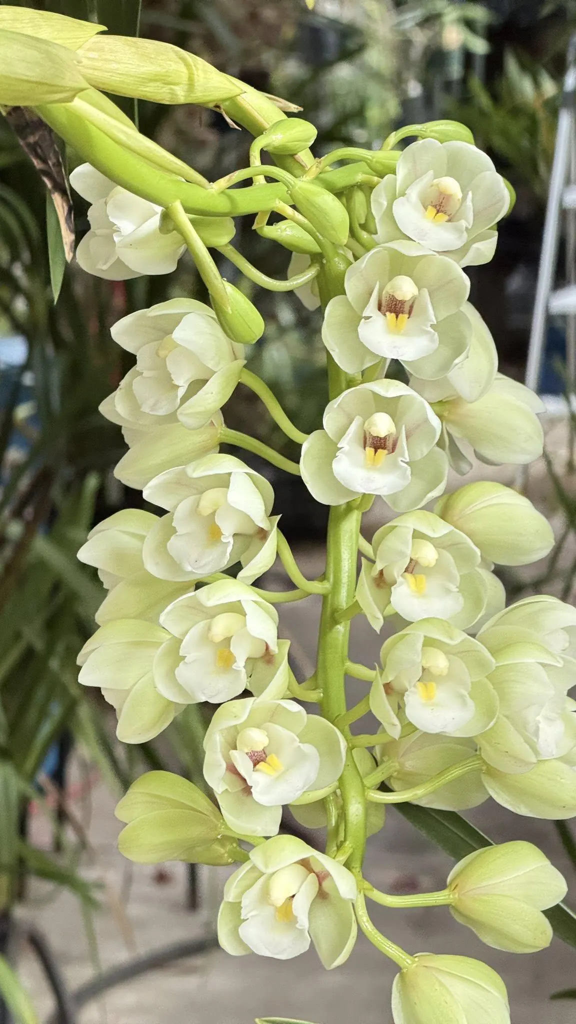 Cymbidium Barrita Clear '3 White' - Image 3