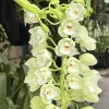 Cymbidium Barrita Clear '3 White' - Image 2