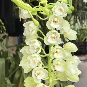Alternative view of Cymbidium Barrita Clear '3 White'
