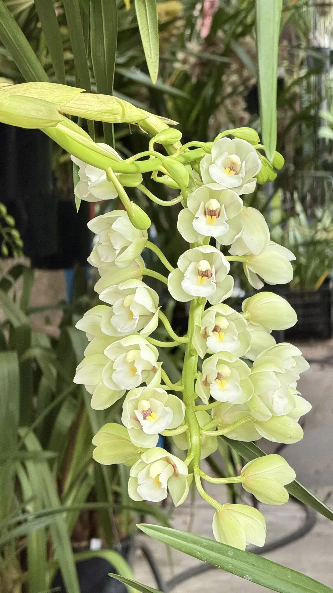 Cymbidium Barrita Clear '3 White' - Image 2