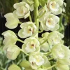 Cymbidium Barrita Clear '3 White' - Image 4