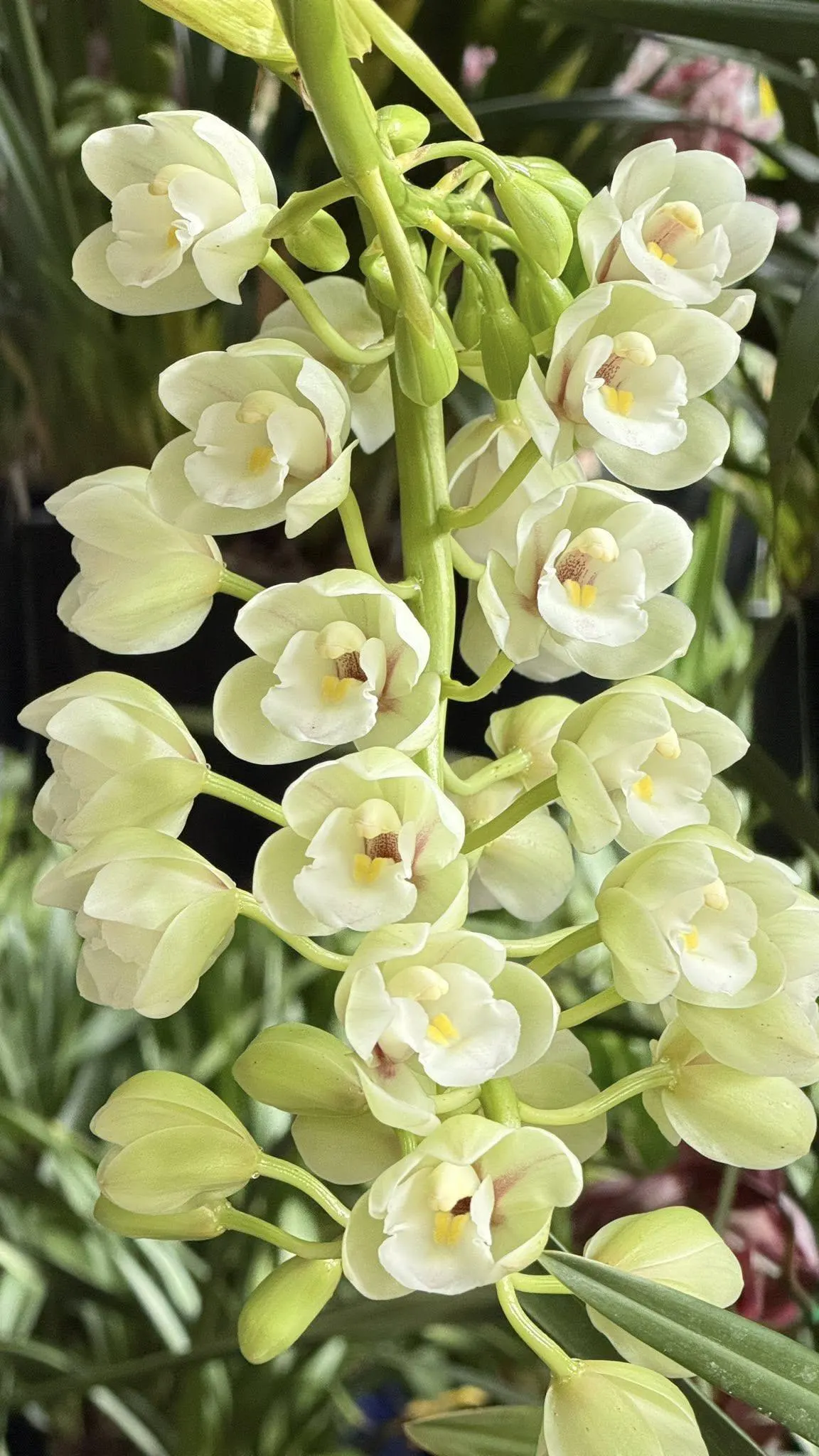 Cymbidium Barrita Clear '3 White' - Image 4