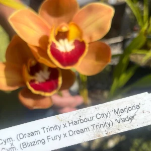 Cymbidium (Dream Trinity x Habour City) 'Marjorie' x Cymbidium (Blazing Fury x Dream Trinity) 'Vader'