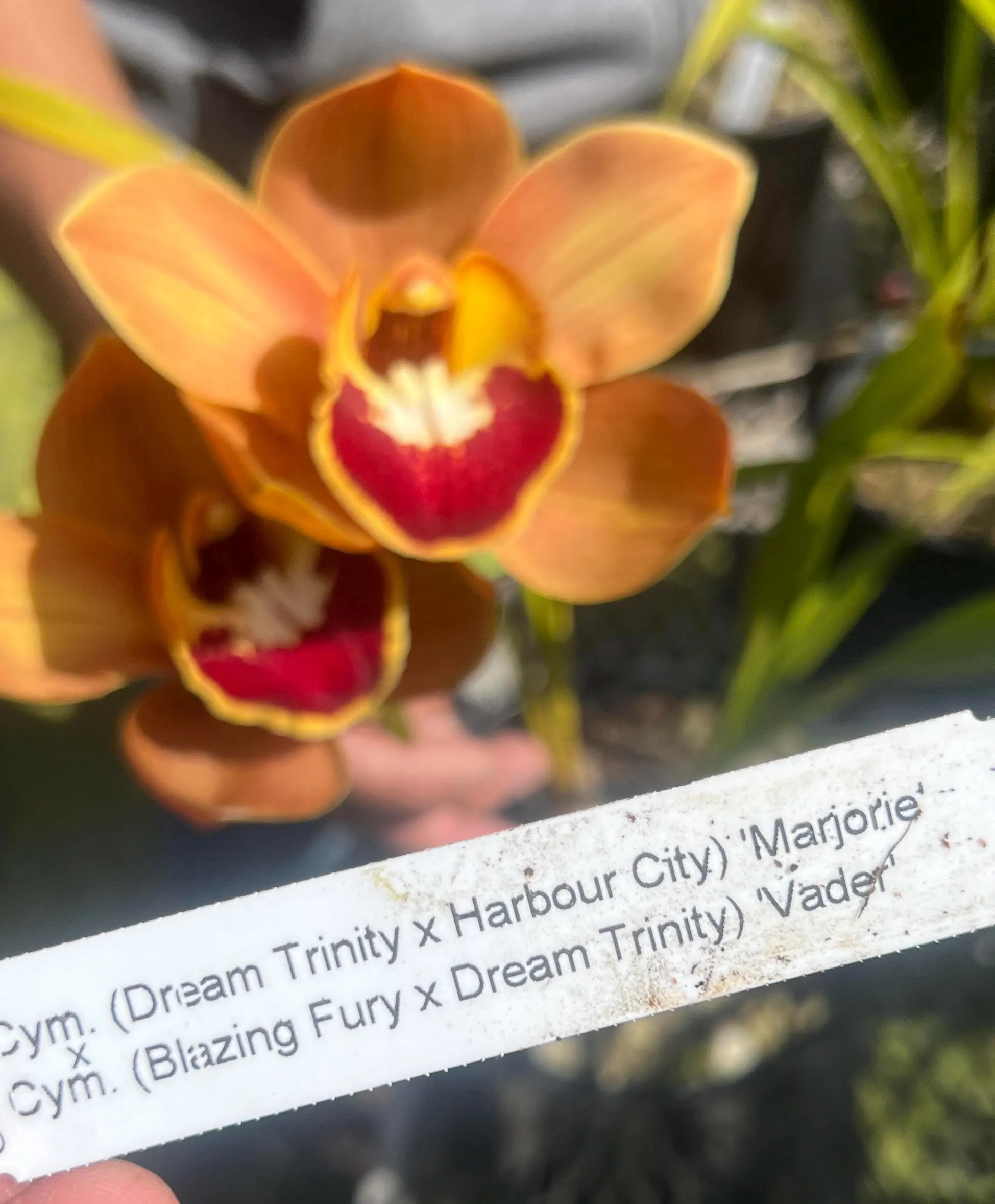 Cymbidium (Dream Trinity x Habour City) 'Marjorie' x Cymbidium (Blazing Fury x Dream Trinity) 'Vader'