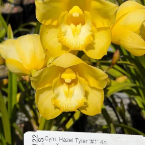 Cymbidium Hazel Tyler '#1' 4n x Cym. Summer Rose '4n'