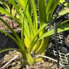 Cymbidium Hazel Tyler '#1' 4n x Cym. Summer Rose '4n' - Image 4