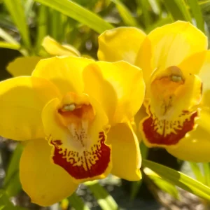 Cymbidium Margaret Thomas 'WB' x Cymbidum (Dream Trinity x Harbour City) 'Marjorie'