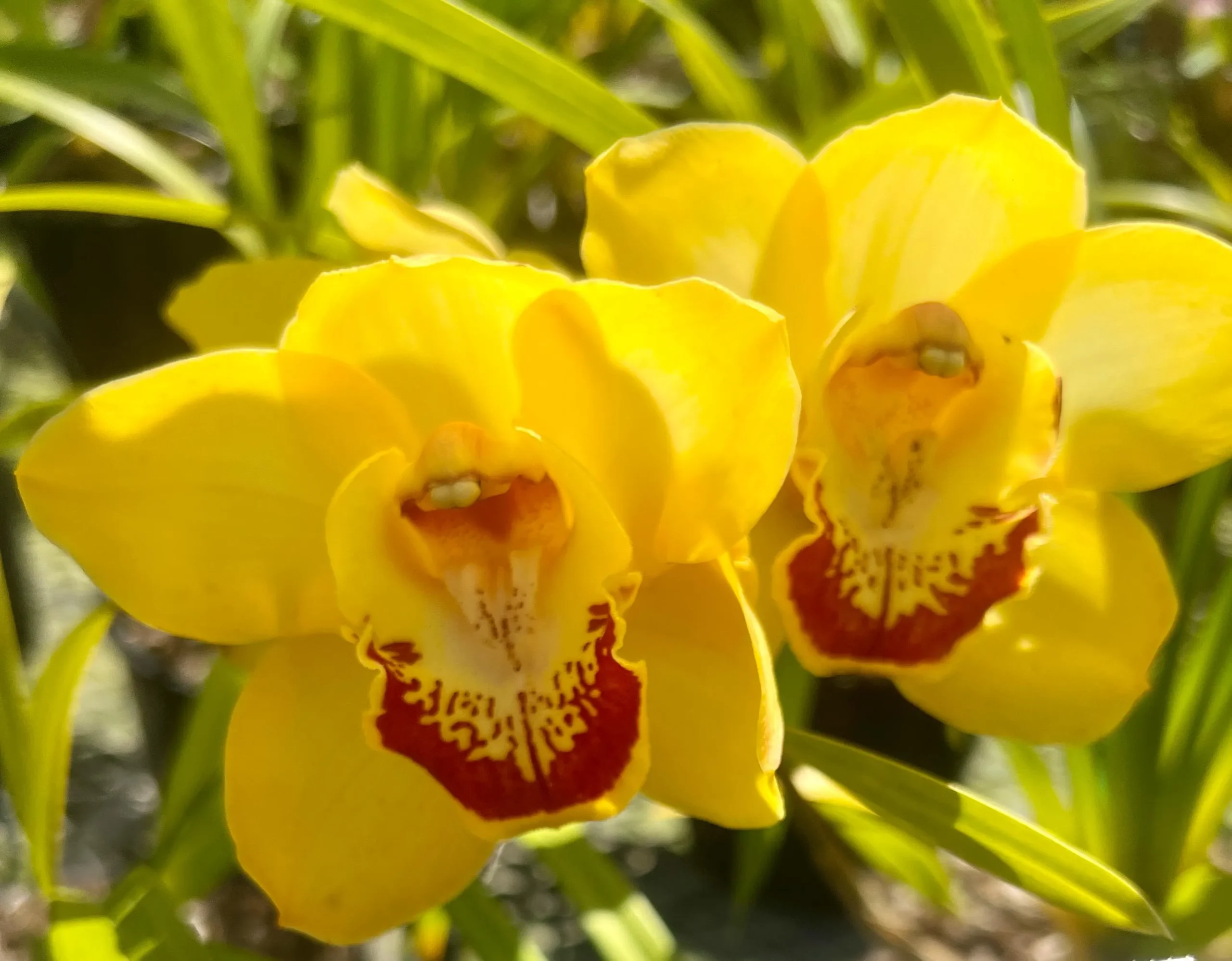 Cymbidium Margaret Thomas 'WB' x Cymbidum (Dream Trinity x Harbour City) 'Marjorie'