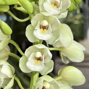 Cymbidium Barrita Clear '3 White'