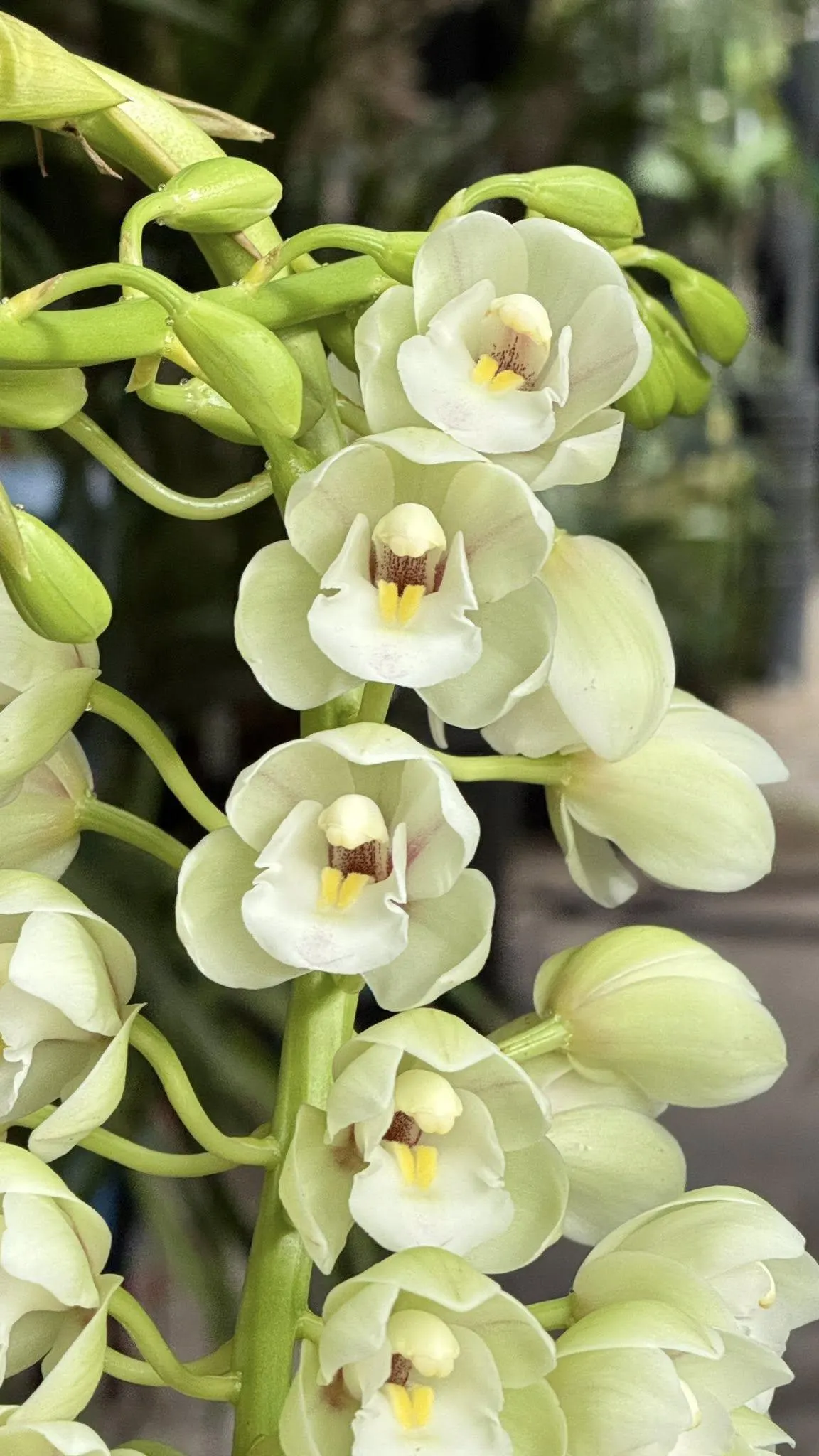 Cymbidium Barrita Clear '3 White'