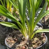 Cymbidium (Dream Trinity x Habour City) 'Marjorie' x Cymbidium (Blazing Fury x Dream Trinity) 'Vader' - Image 4