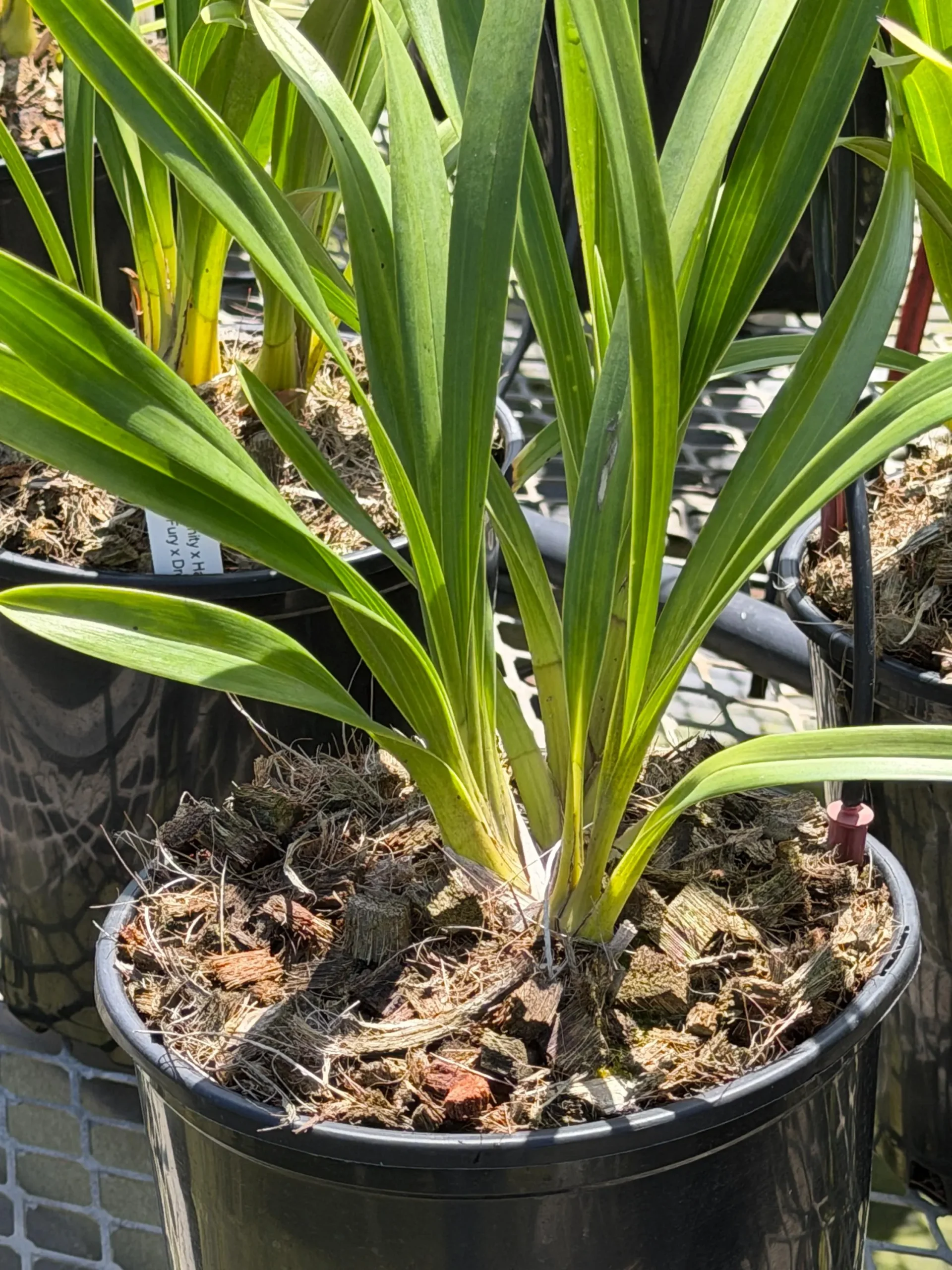 Cymbidium (Dream Trinity x Habour City) 'Marjorie' x Cymbidium (Blazing Fury x Dream Trinity) 'Vader' - Image 4