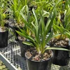 Cymbidium (Dream Trinity x Habour City) 'Marjorie' x Cymbidium (Blazing Fury x Dream Trinity) 'Vader' - Image 3
